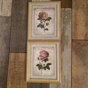 Cabbage Rose Pictures